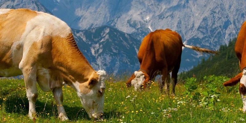 Italian Dolomite Alpine Cows